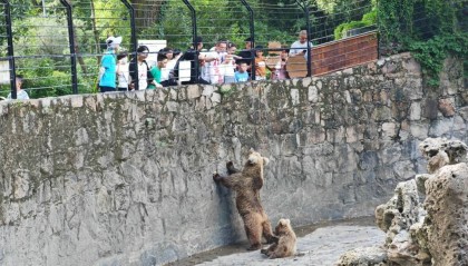 投喂屡禁不止、“网红”棕熊学会乞食？上海动物园将改建坑式展区