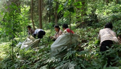 工行铜仁分行：引绿色金融“活水” 润泽林下经济好前景