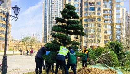 恒大贵州金碧物业 | 恒久如一 新春添新意