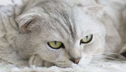 要退圈？张雪峰连线唐尚珺谈复读 屡发争议言论却“含泪赚了几个亿”