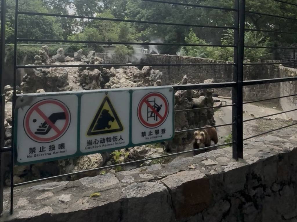 投喂屡禁不止、“网红”棕熊学会乞食？上海动物园将改建坑式展区