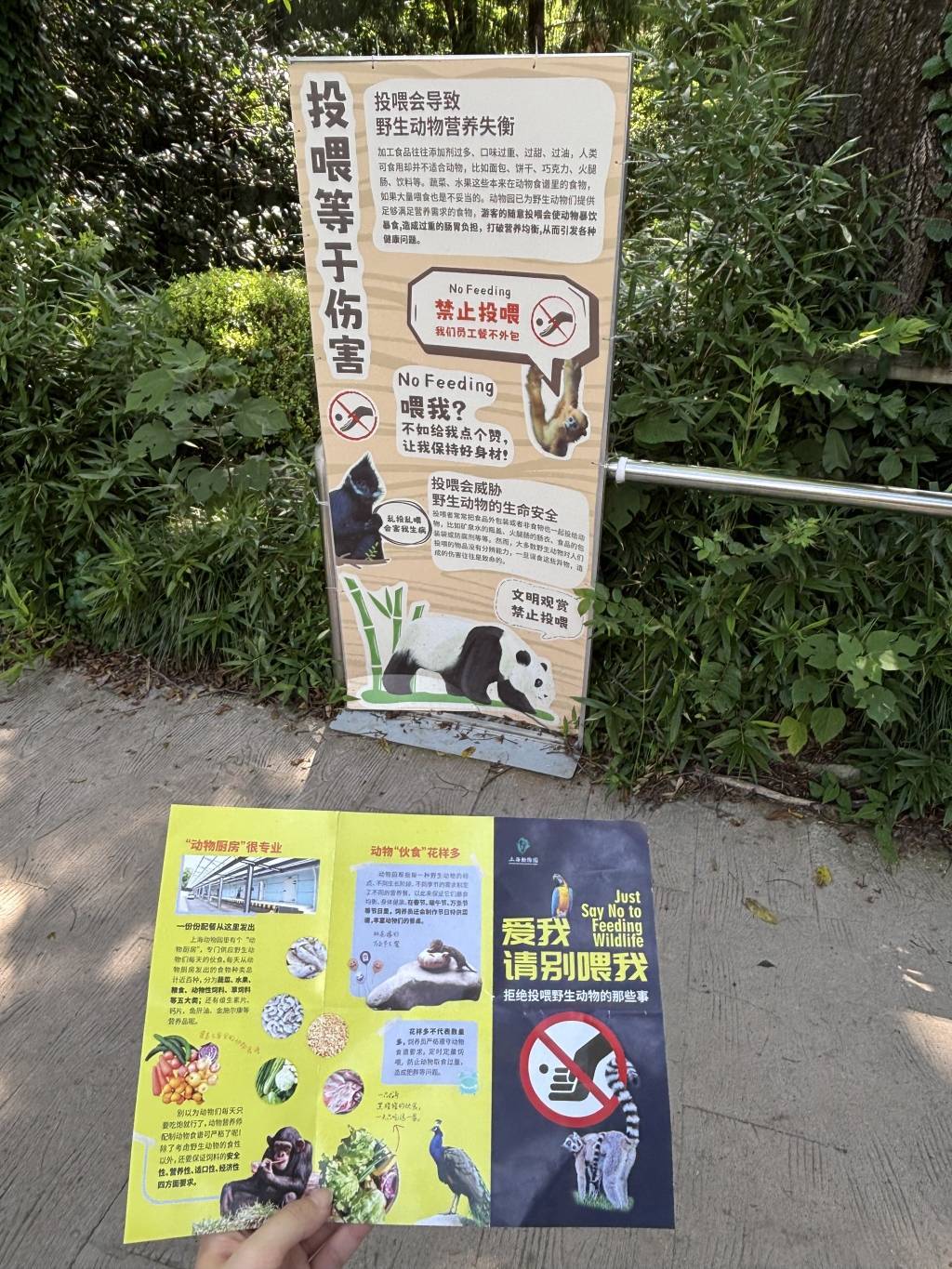 投喂屡禁不止、“网红”棕熊学会乞食？上海动物园将改建坑式展区