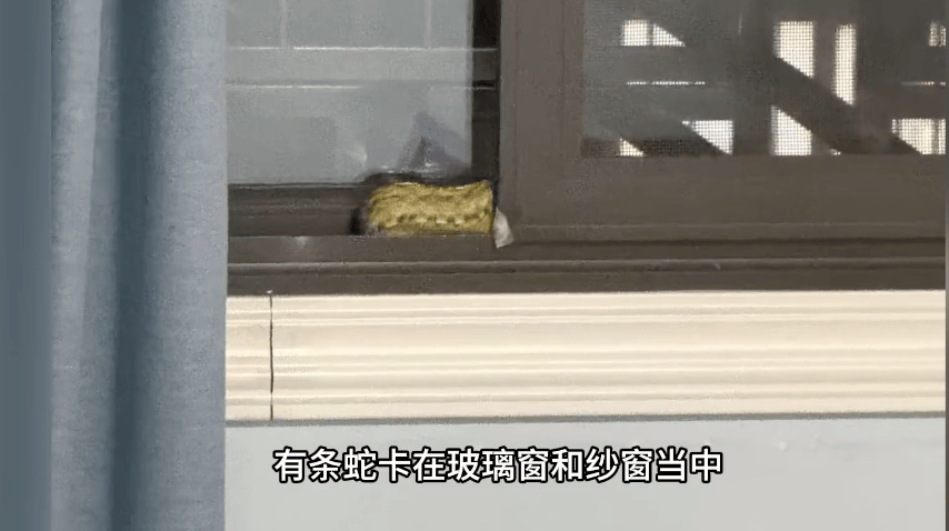 家中进蛇，上海女子吓到“跳舞”，丈夫拿纸巾就冲了过去！还有人在办公室发现1米长蛇蜕