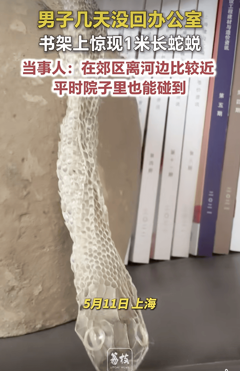 家中进蛇，上海女子吓到“跳舞”，丈夫拿纸巾就冲了过去！还有人在办公室发现1米长蛇蜕